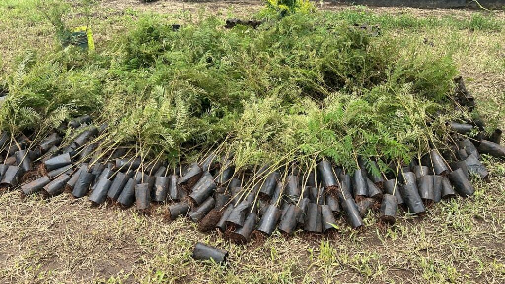 The 1,000 trees presented to the school.